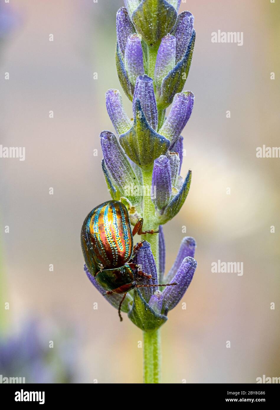 Romarin Beetle Chrysolina americana se nourrissant des boutons de fleurs de lavande UK Banque D'Images