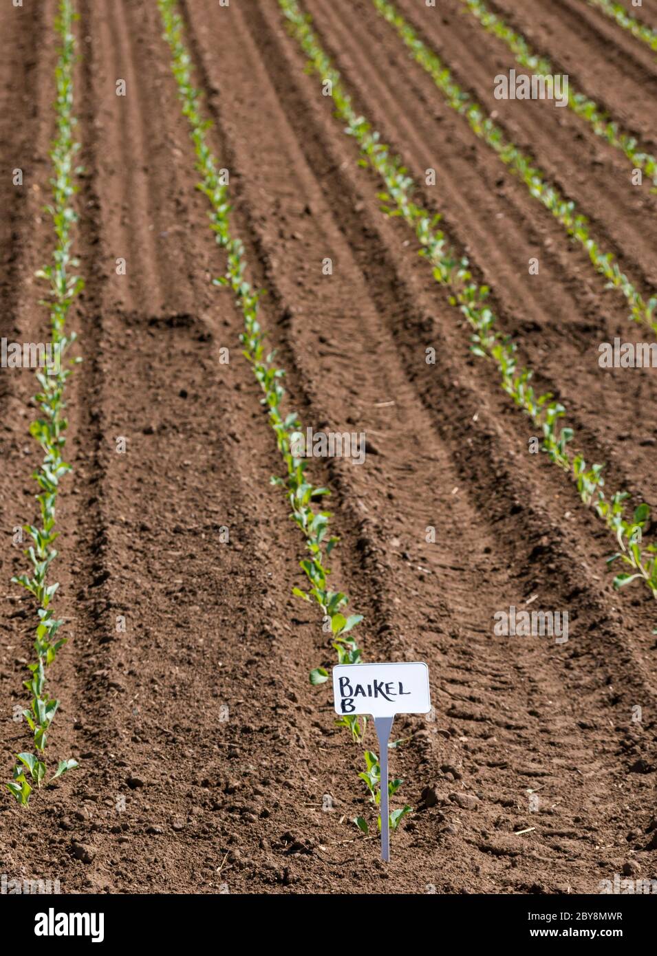 Rangées de plants de chou marqués poussant au champ, Lothian est, Écosse, Royaume-Uni Banque D'Images