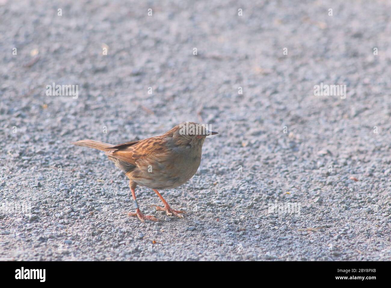 Dunnock (Prunella modularis) petit oiseau de passereau dans la réserve naturelle des terres humides de Seaton, Devon Banque D'Images