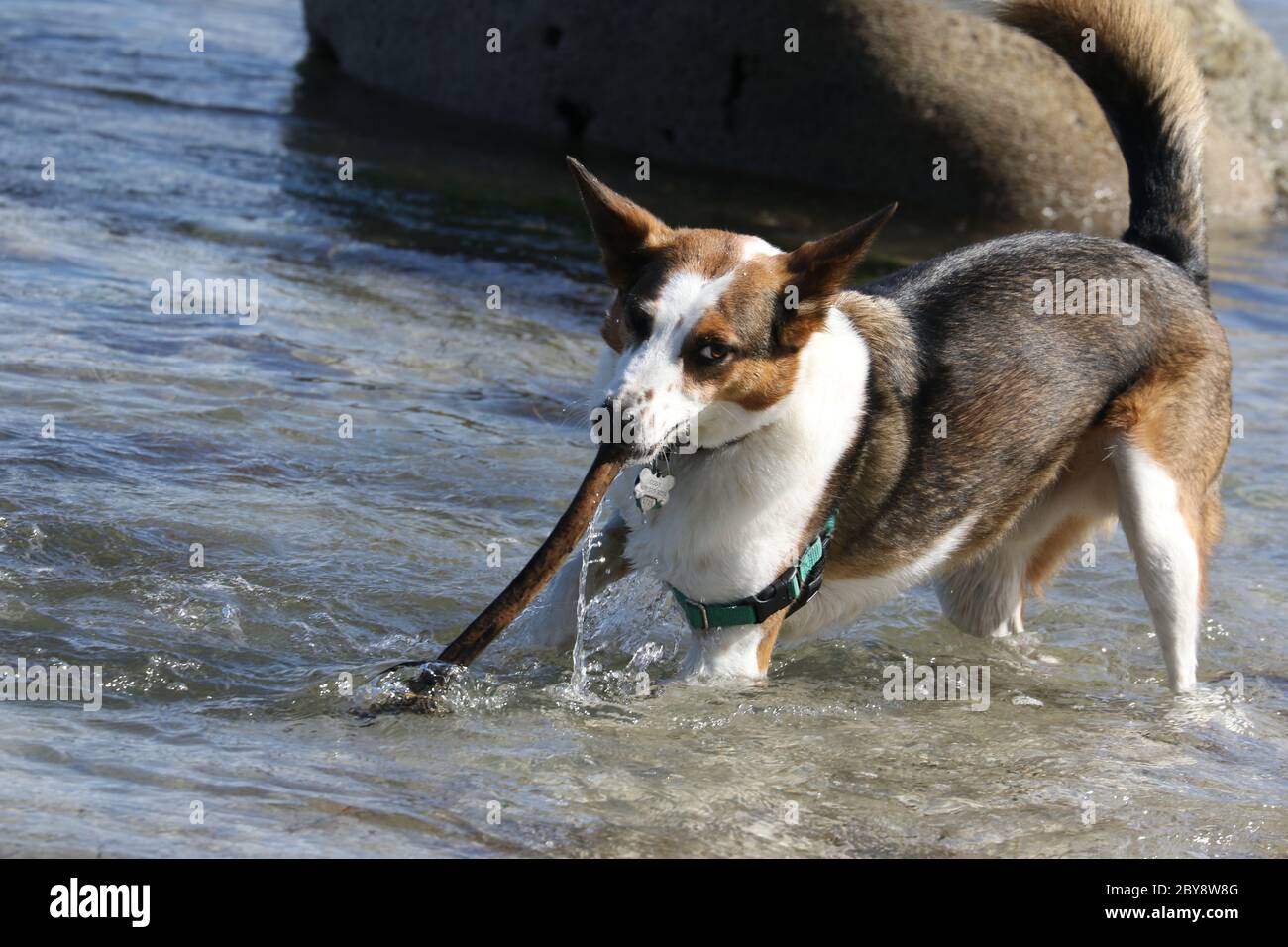 Le chien tire le bâton de l'eau pour jouer à la fetch Banque D'Images