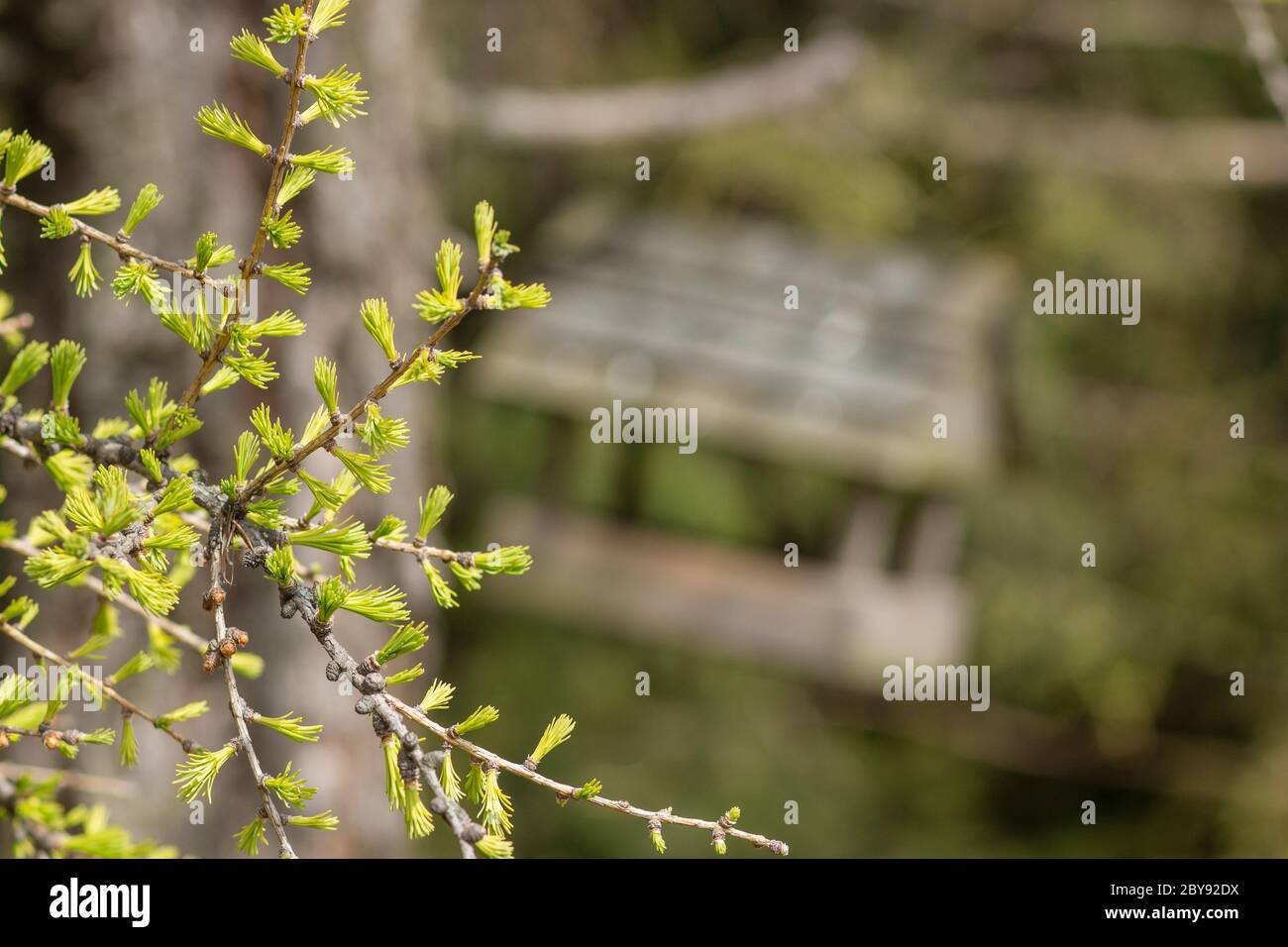 branche d'arbre de printemps sur le fond de la maison d'oiseaux floue. concept - éveil de la nature. Banque D'Images