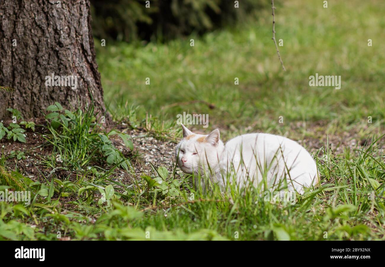 chat blanc sans abri posé par l'arbre Banque D'Images