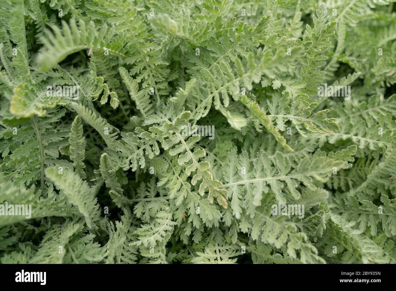 Fernleaf Achillée (Achillea filipendulina) Banque D'Images