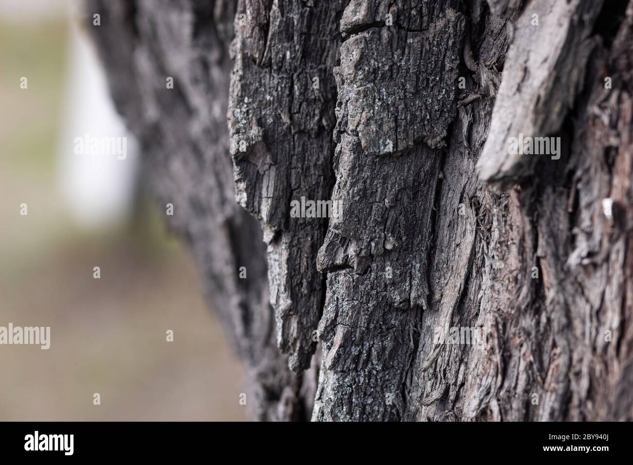 Fermer une vieille écorce d'arbre sur un fond de forêt d'automne Banque D'Images