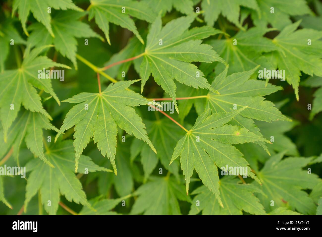 Feuilles d'érable japonais (Acer palmate) Banque D'Images