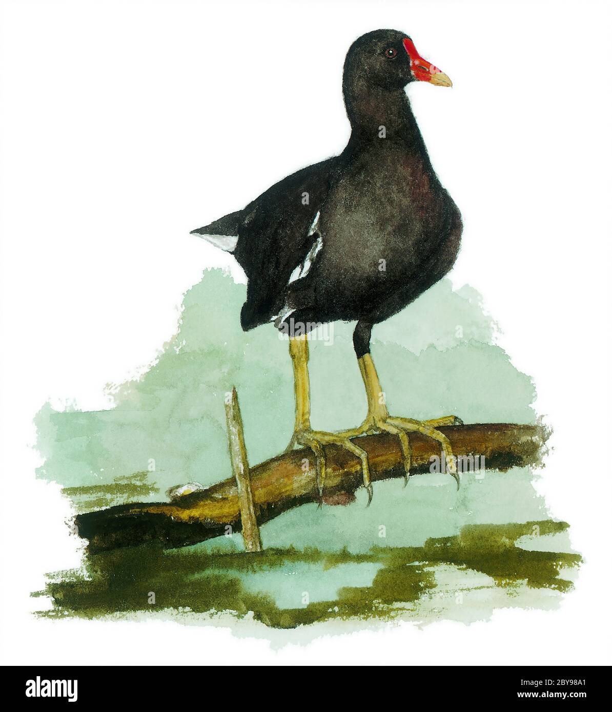 La maorque commune (Gallinula chloropus) sur une branche, également connue sous le nom de poule-eau ou de poulet marécageux. Banque D'Images