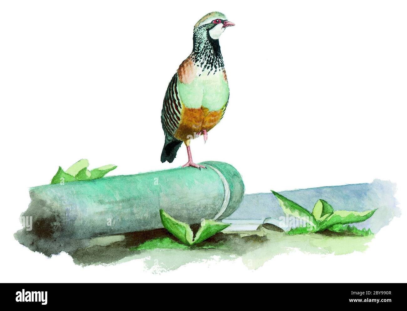 Une perdrix rouge (Alectoris rufa) sur un tuyau. Banque D'Images