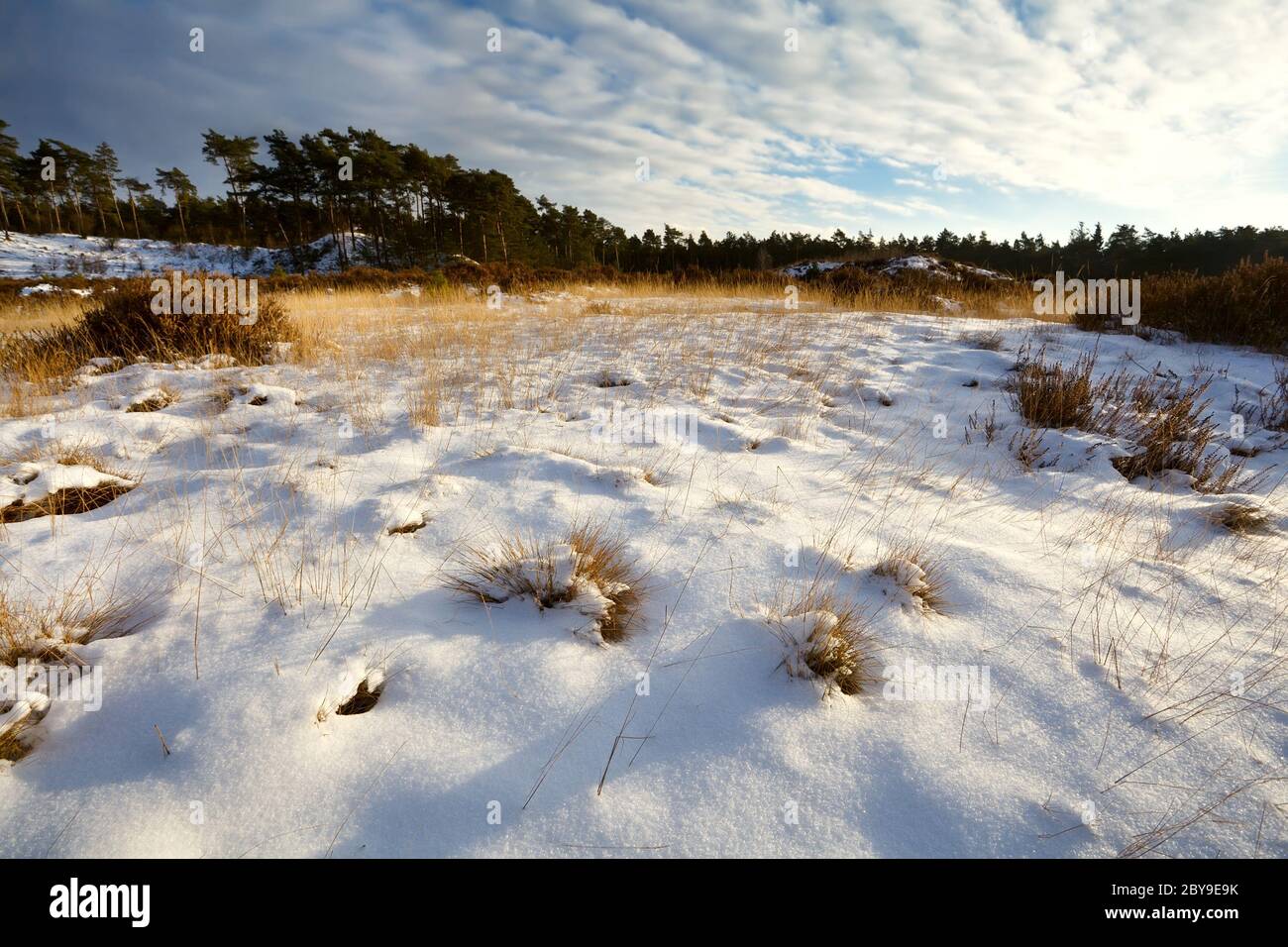 prairies ensoleillées dans la neige Banque D'Images