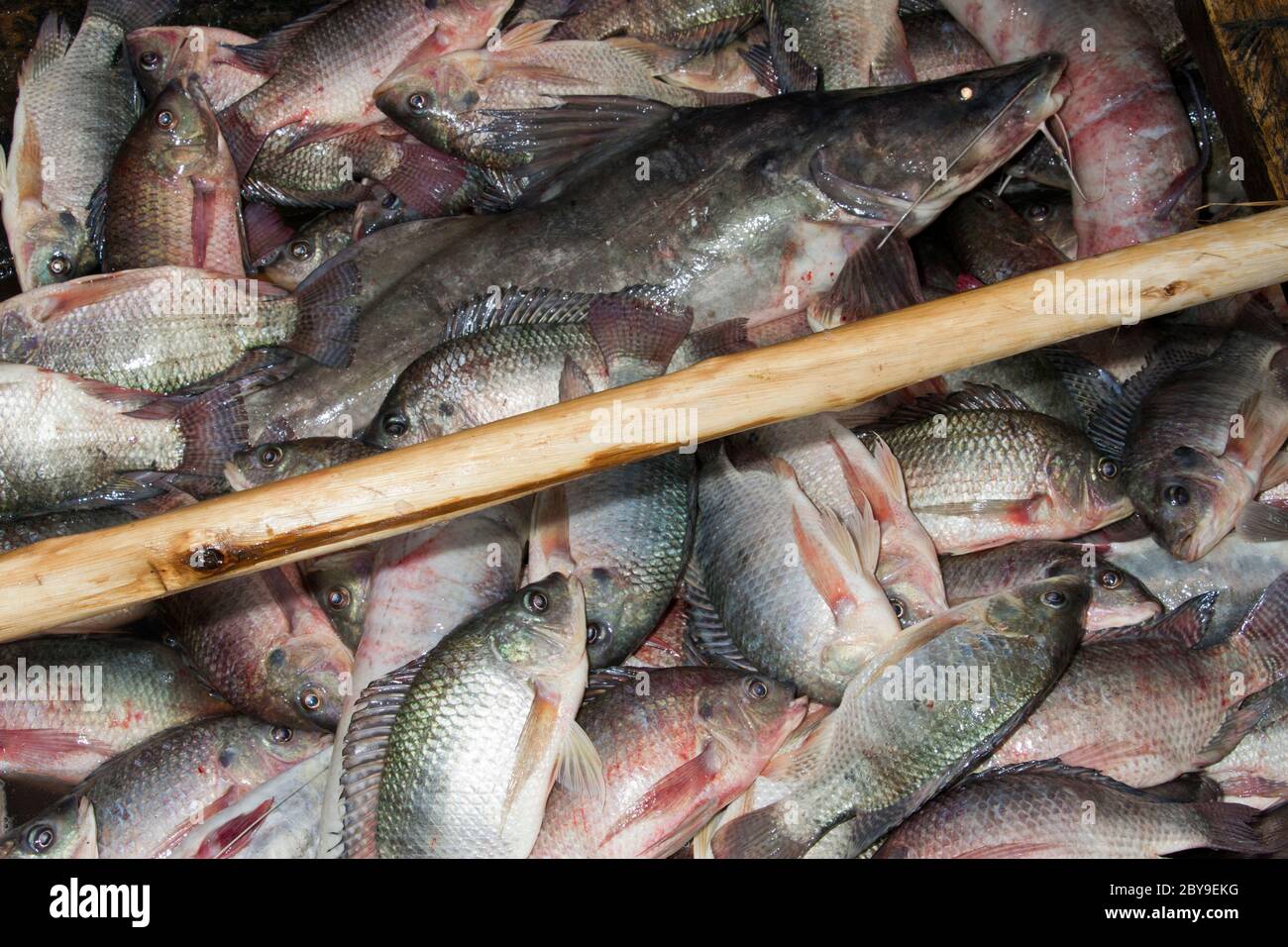 La communauté de Kasenyi, une enclave du parc national de la Reine Elizabeth en Ouganda, fait une subsirance vivant de la pêche dans les eaux du lac George. Banque D'Images