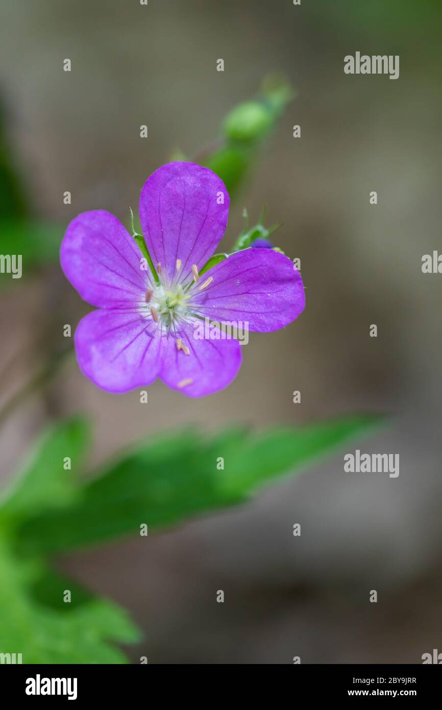 Géranium sauvage, géranium maculatum, floraison en juin dans le sanctuaire de fleurs sauvages du lac Loda, forêt nationale Huron-Manistee, peninusla inférieur du Michigan, U Banque D'Images