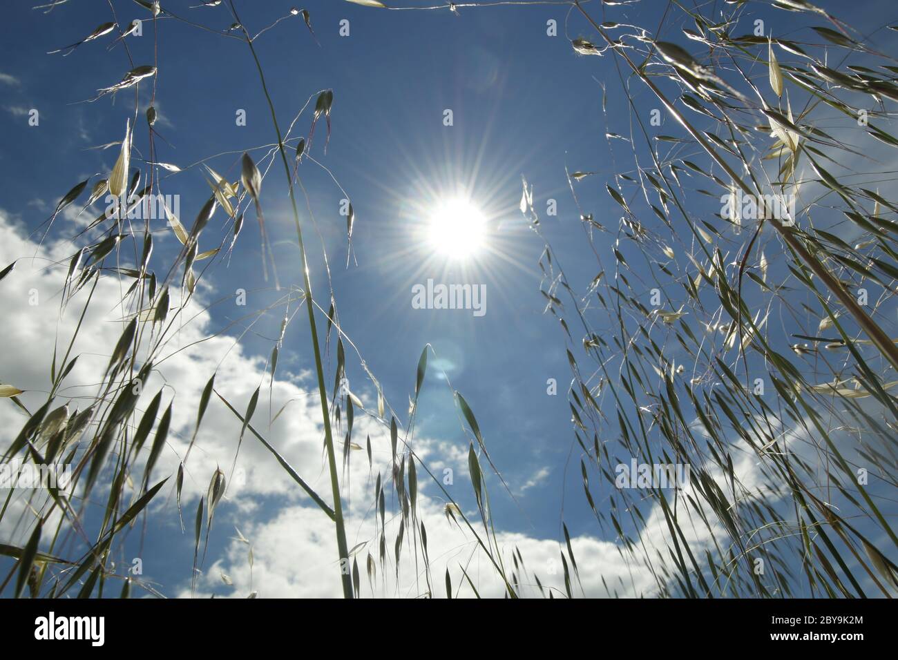 Vue sur le soleil et le ciel avec des nuages du point de vue de l'herbe sauvage Banque D'Images