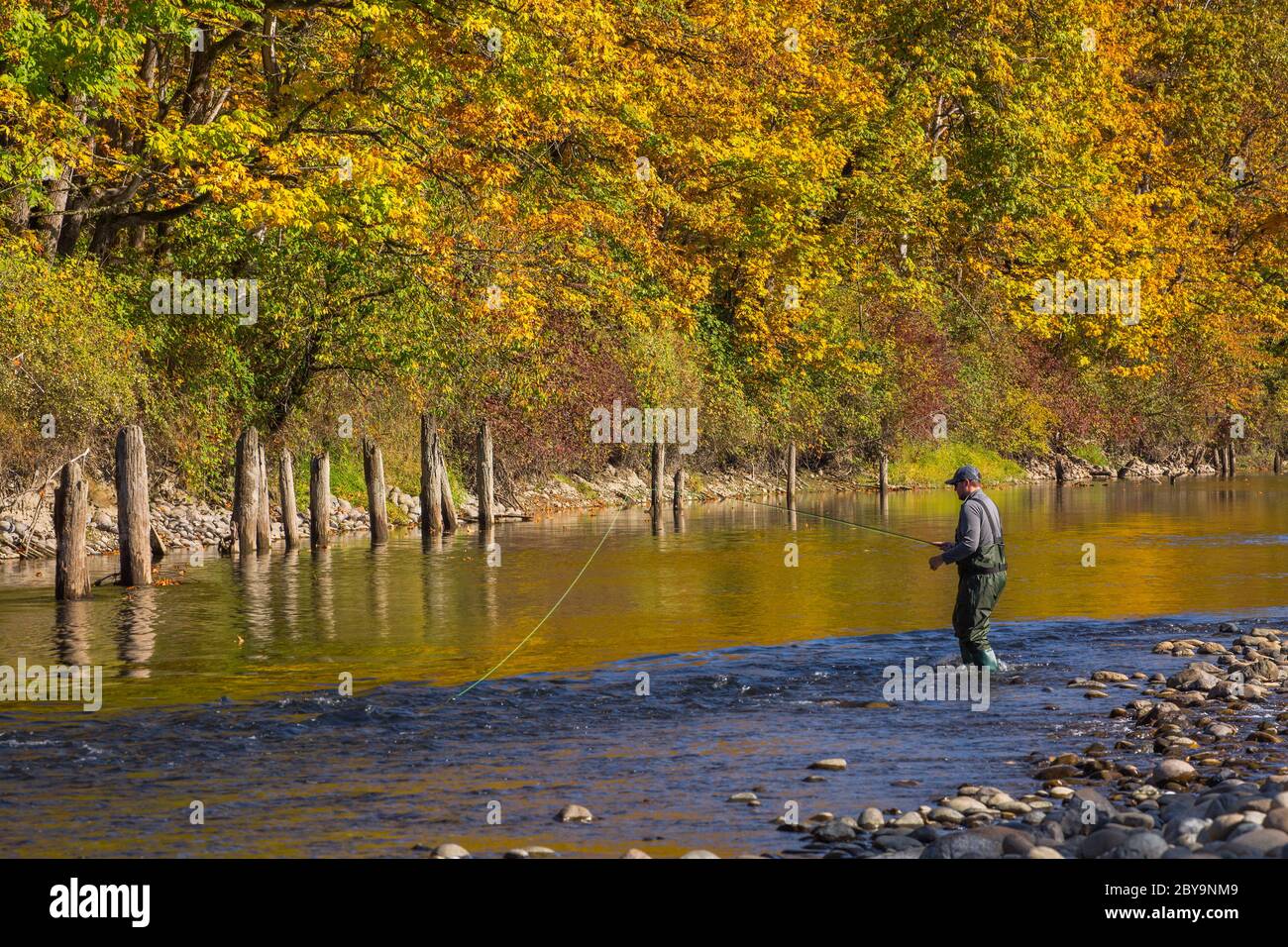 Un pêcheur de mouche pêche la truite sur la rivière Snoqualmie en automne dans l'État de Washington Banque D'Images