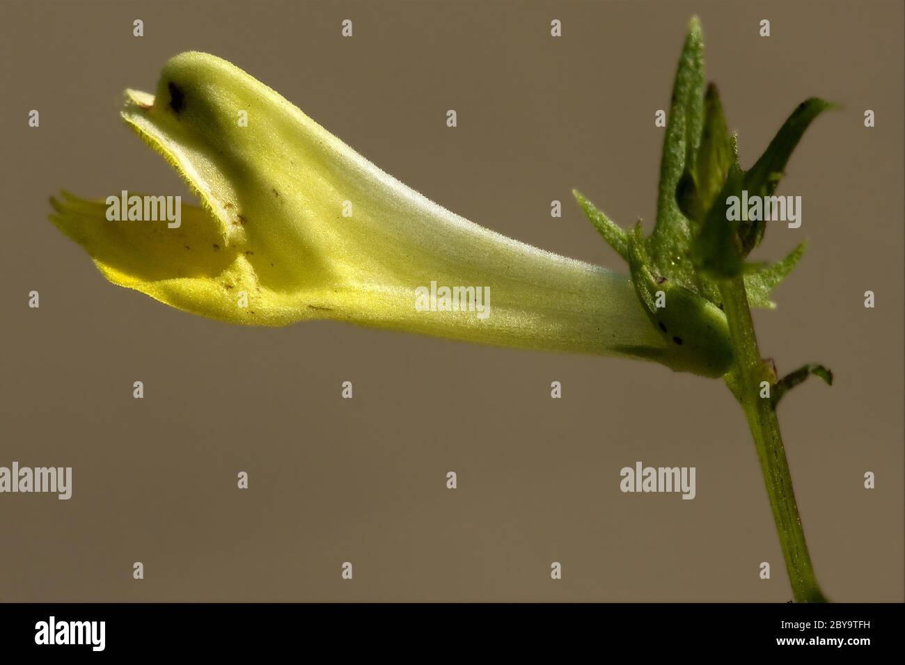 Fleur jaune, Medicago falcata leguminose Banque D'Images