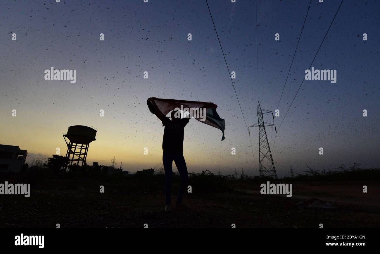 Beawar, Rajasthan, Inde - 9 juin 2020 : un essaim de criquets survole un champ, pendant le confinement national en cours de la COVID-19 à Beawar. Les criquets en provenance du Pakistan voisin menacent les moyens de subsistance des agriculteurs locaux et des éleveurs de bétail au Rajasthan. Crédit : Sumit Saraswat/Alay Live News Banque D'Images