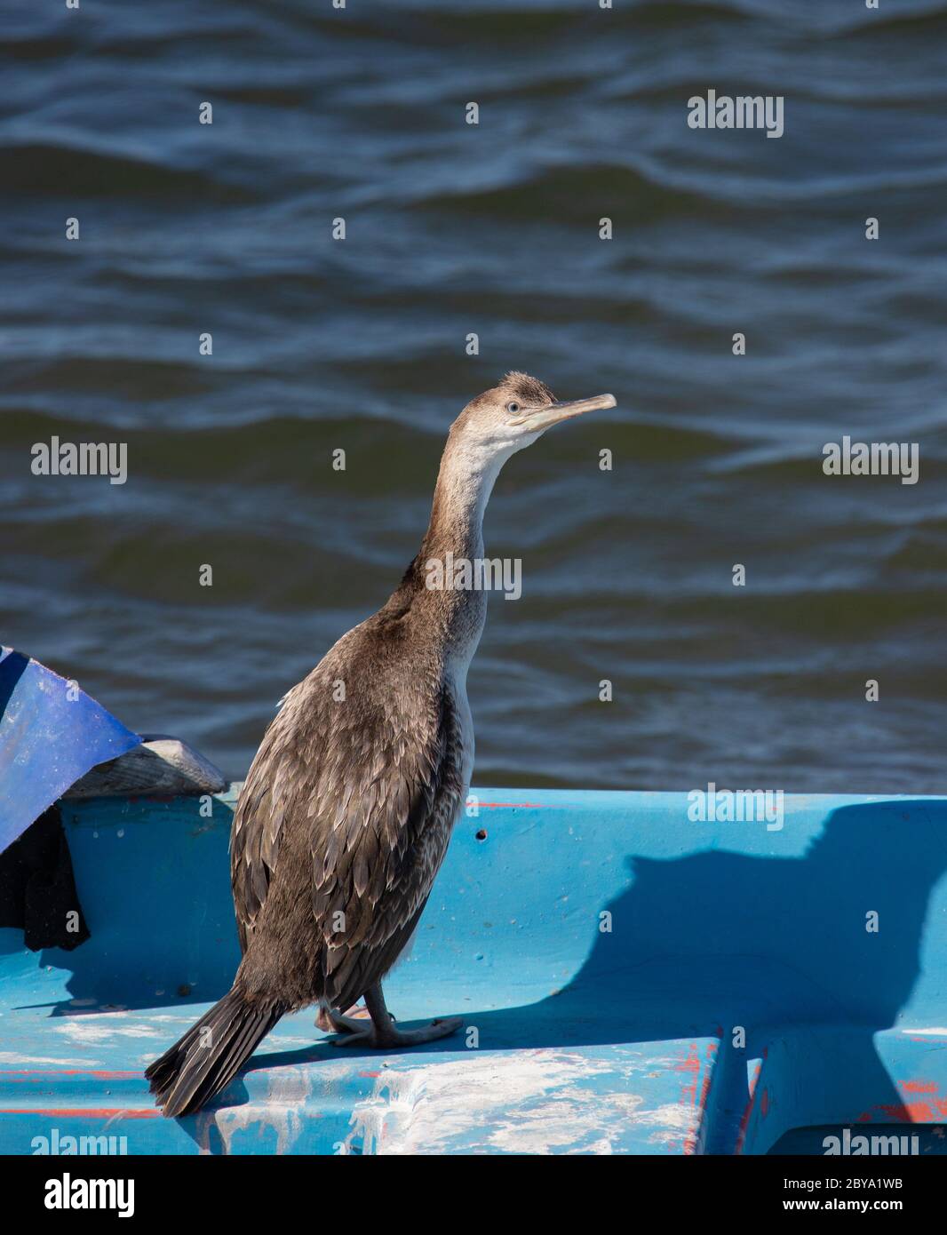 cormoran se détendant sur un poteau en bois dans un étang dans le sud de la Sardaigne Banque D'Images