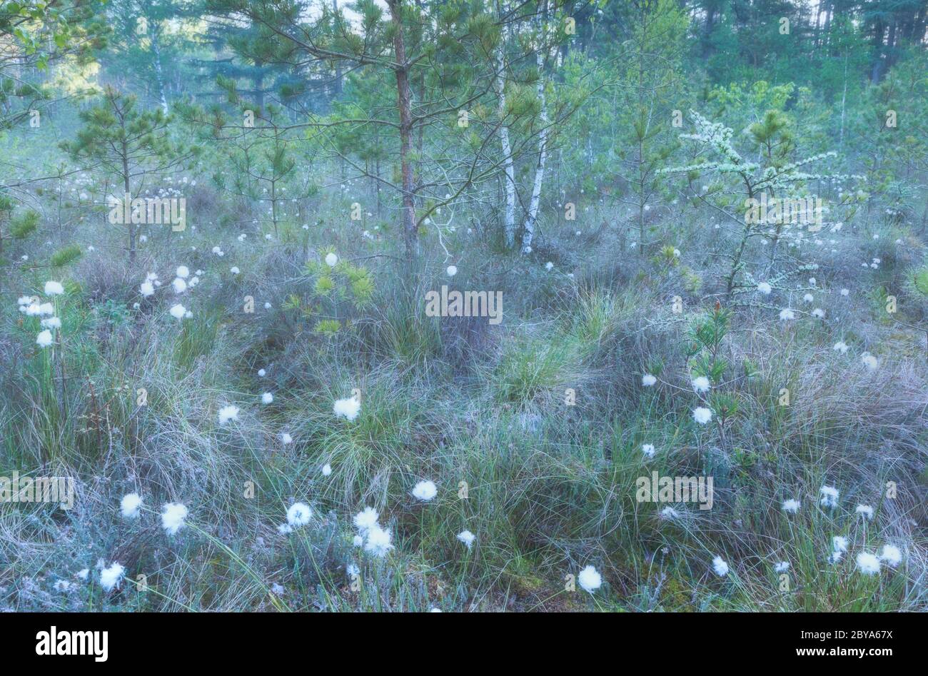 coton herbe sur marais au crépuscule brumeux au printemps Banque D'Images