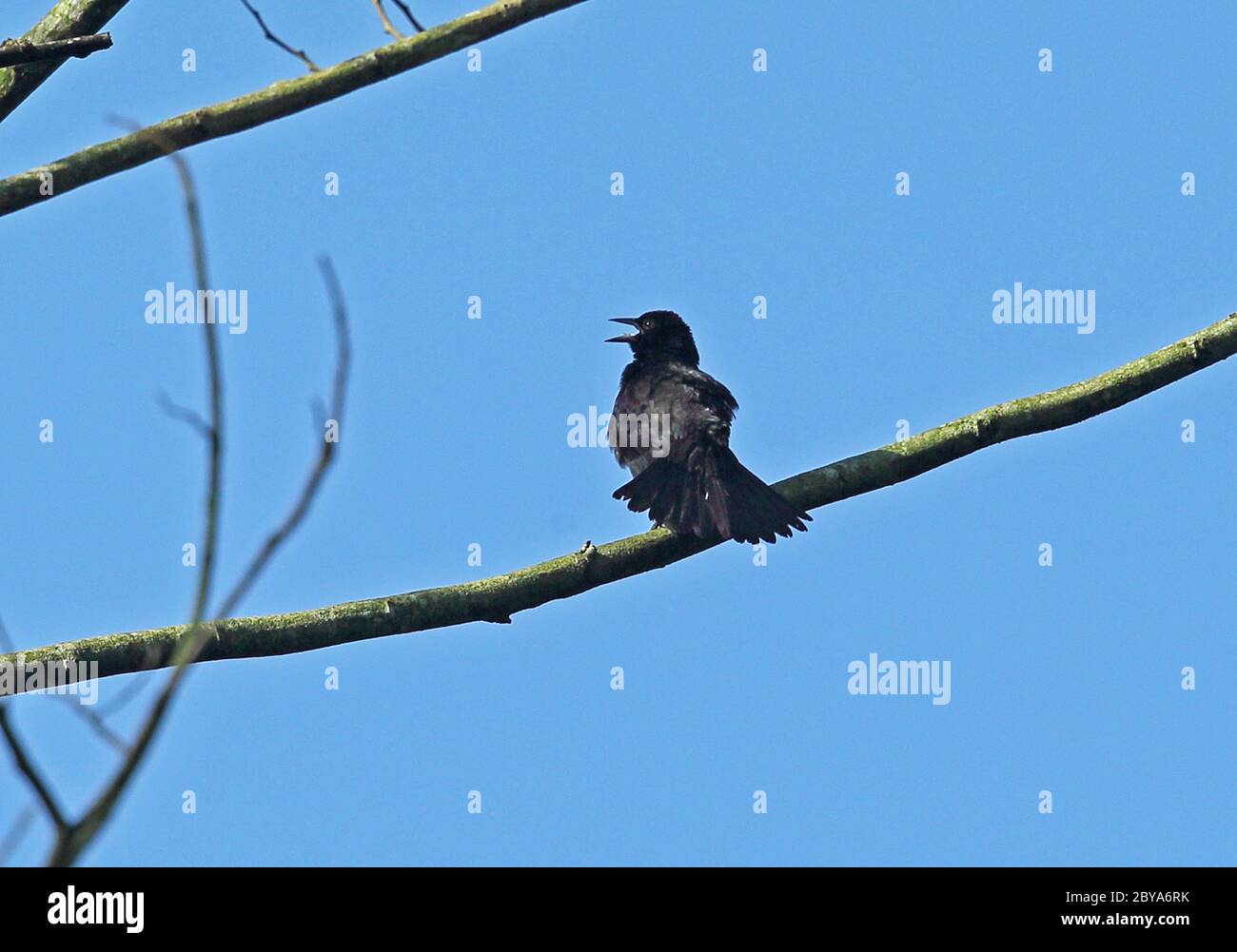 Black bird mélodieux (plongées de Dives) adulte mâle perché sur la branche dans le chant Lancetilla Botanical Gardens, Honduras février 2016 Banque D'Images