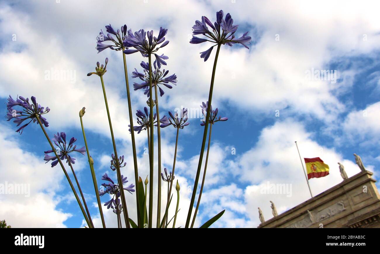 Agapanthus africanus fleurit près du bâtiment d'origine du siège de la banque Santander (Banco de Santander) drapeau national espagnol à mi-mât Espagne Banque D'Images
