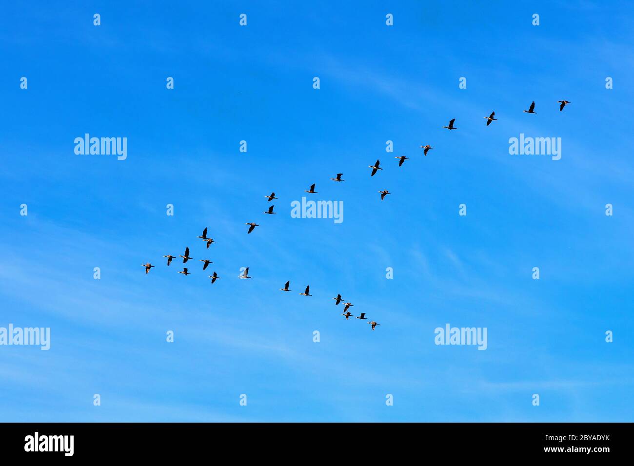 Formation en V des grands cormorans - latin Phalacrocorax carbo - également connu sous le nom de cerf noir, grand cormoran noir ou grand cormoran pendant la saison de printemps migra Banque D'Images