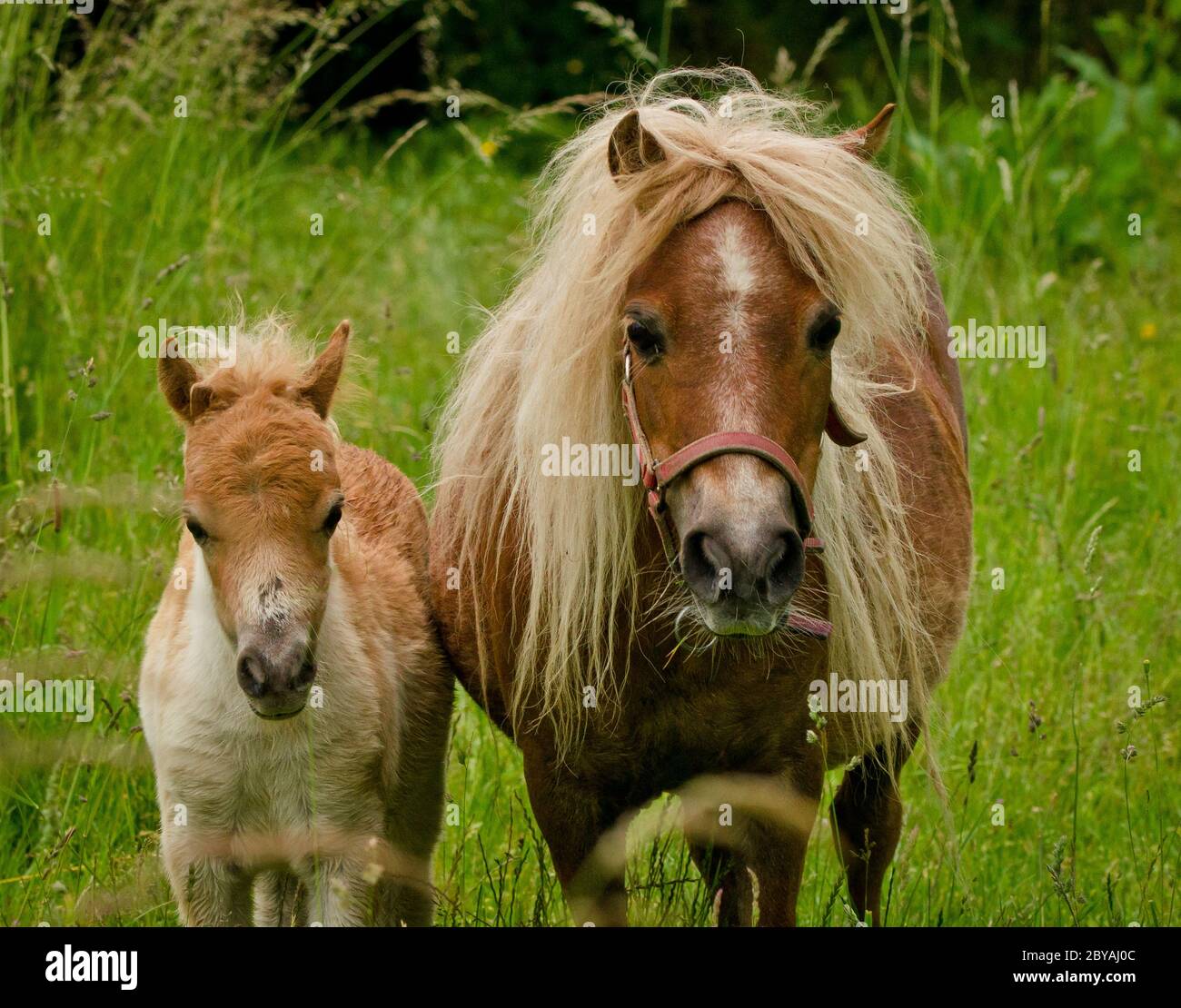 Petit Enfant Avec Poney Shetland Banque D Image Et Photos Alamy Petit Enfant Avec Poney Shetland Banque D Image Et Photos Alamy