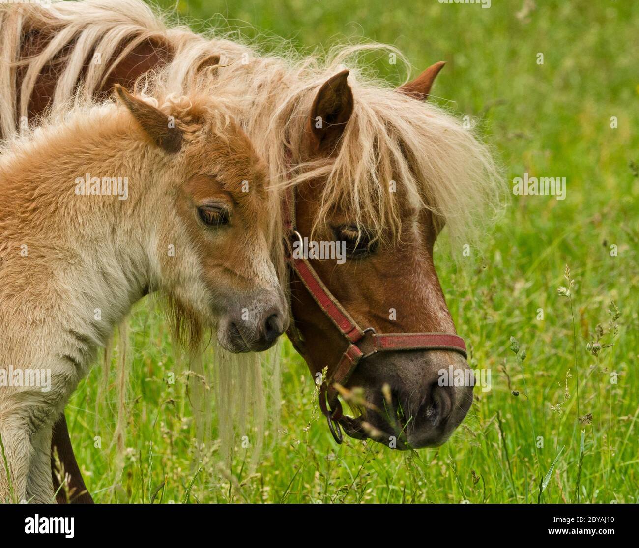 Child Riding Shetland Pony Banque D Image Et Photos Alamy