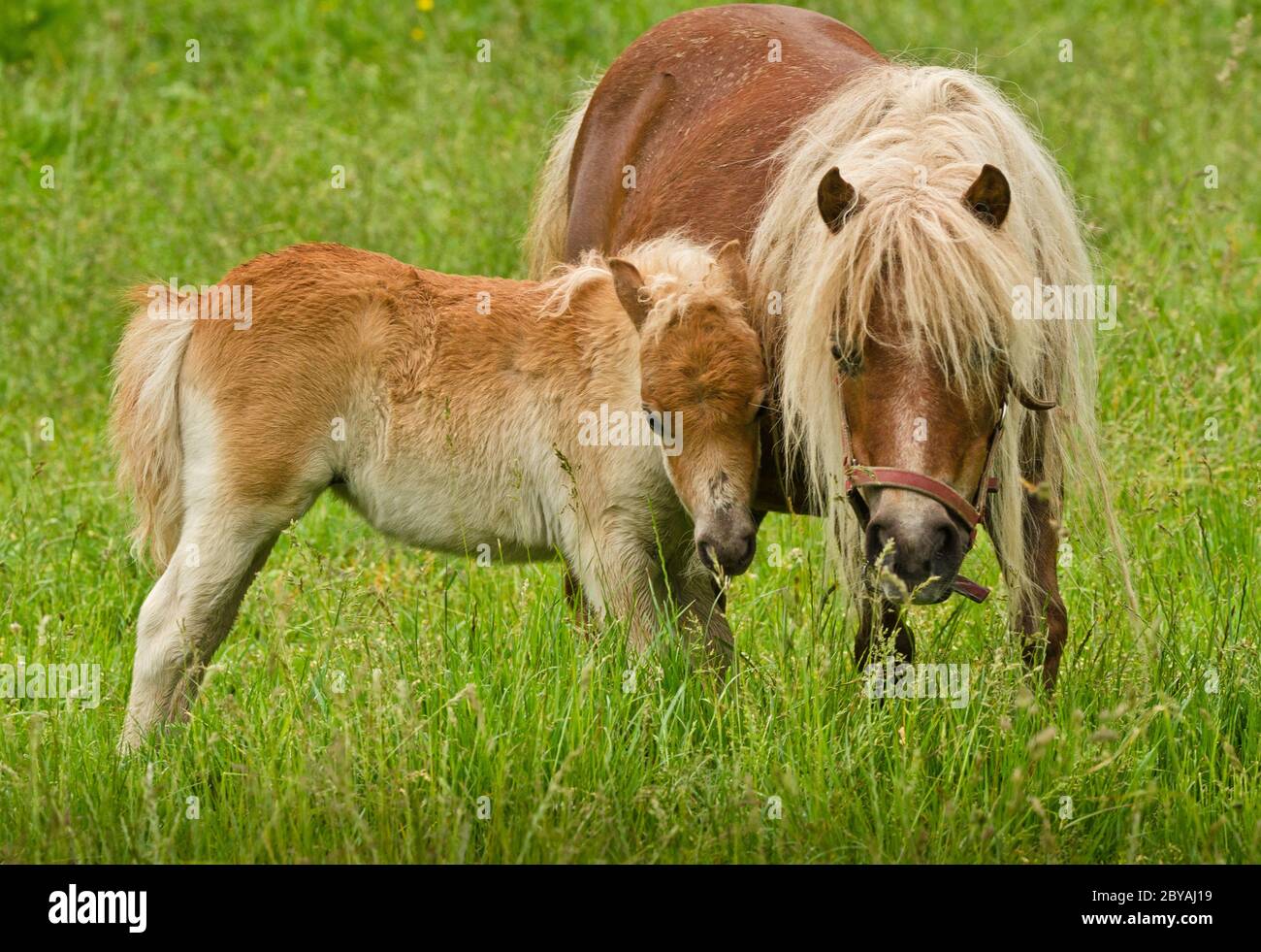 Child Riding Shetland Pony Banque D Image Et Photos Alamy Child Riding Shetland Pony Banque D Image Et Photos Alamy