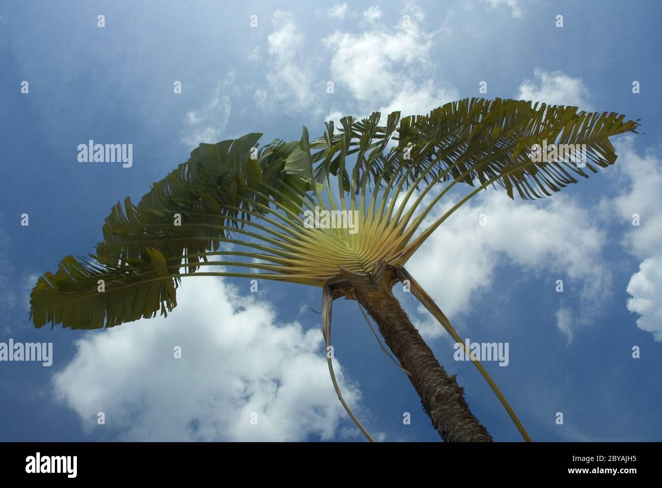 Palm tree Banque D'Images