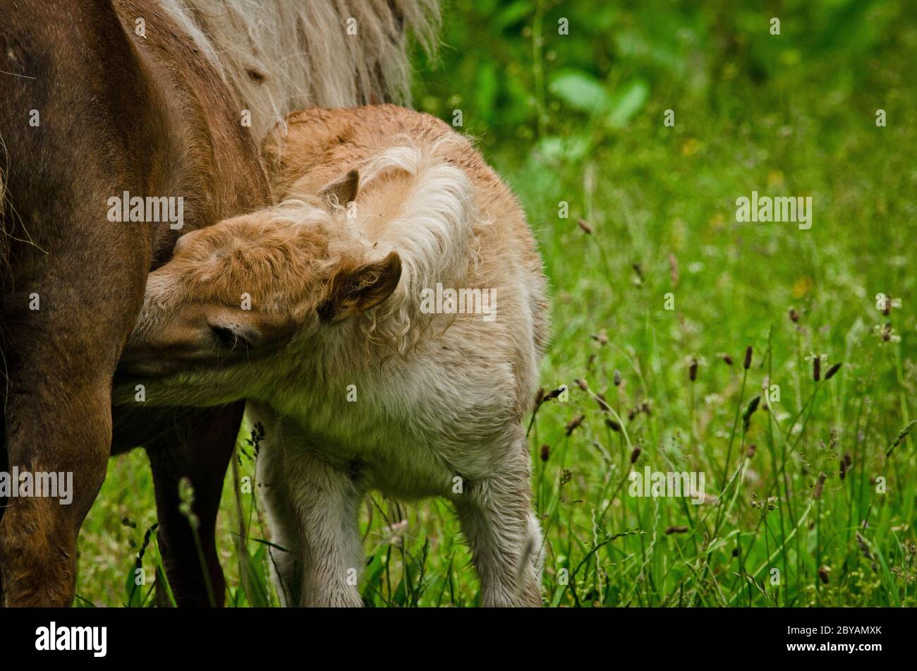 Un Tres Petit Et Mignon Petit Foal D Un Poney De Shetland De Chataignier Est La Tetee Dans Le Pre Vert Photo Stock Alamy Un Tres Petit Et Mignon Petit Foal D Un Poney De Shetland De Chataignier Est La Tetee Dans Le Pre Vert Photo Stock Alamy