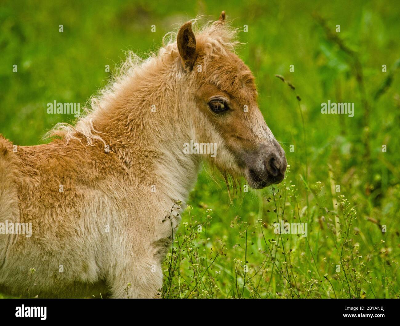 Petit Enfant Avec Poney Shetland Banque D Image Et Photos Alamy