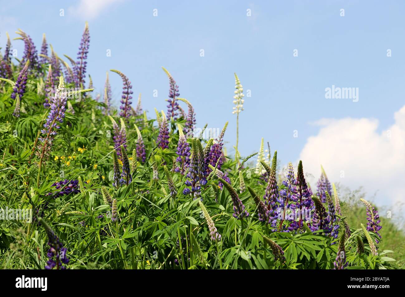 Fleurs de lupin pourpres fleuries sur un pré de montagne d'été. Fleurs sauvages en herbe verte sur fond bleu ciel Banque D'Images