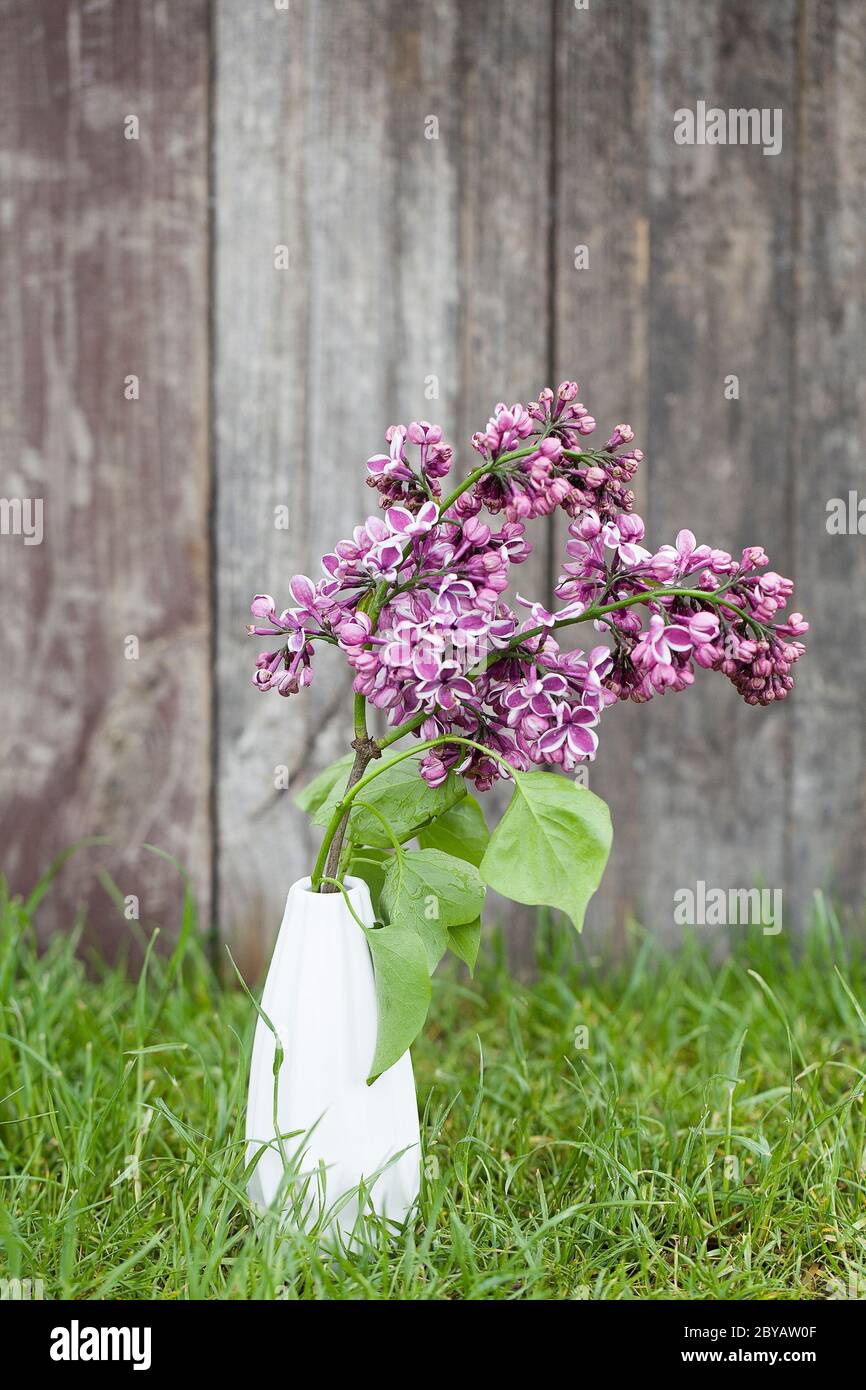 Magnifique lilas violet printemps dans vase blanc sur fond de bois ancien. Design pour carte de vœux. Carte d'invitation de mariage chic. Carte de fête des mères. Banque D'Images Magnifique lilas violet printemps dans vase blanc sur fond de bois ancien. Design pour carte de vœux. Carte d'invitation de mariage chic. Carte de fête des mères. Banque D'Images