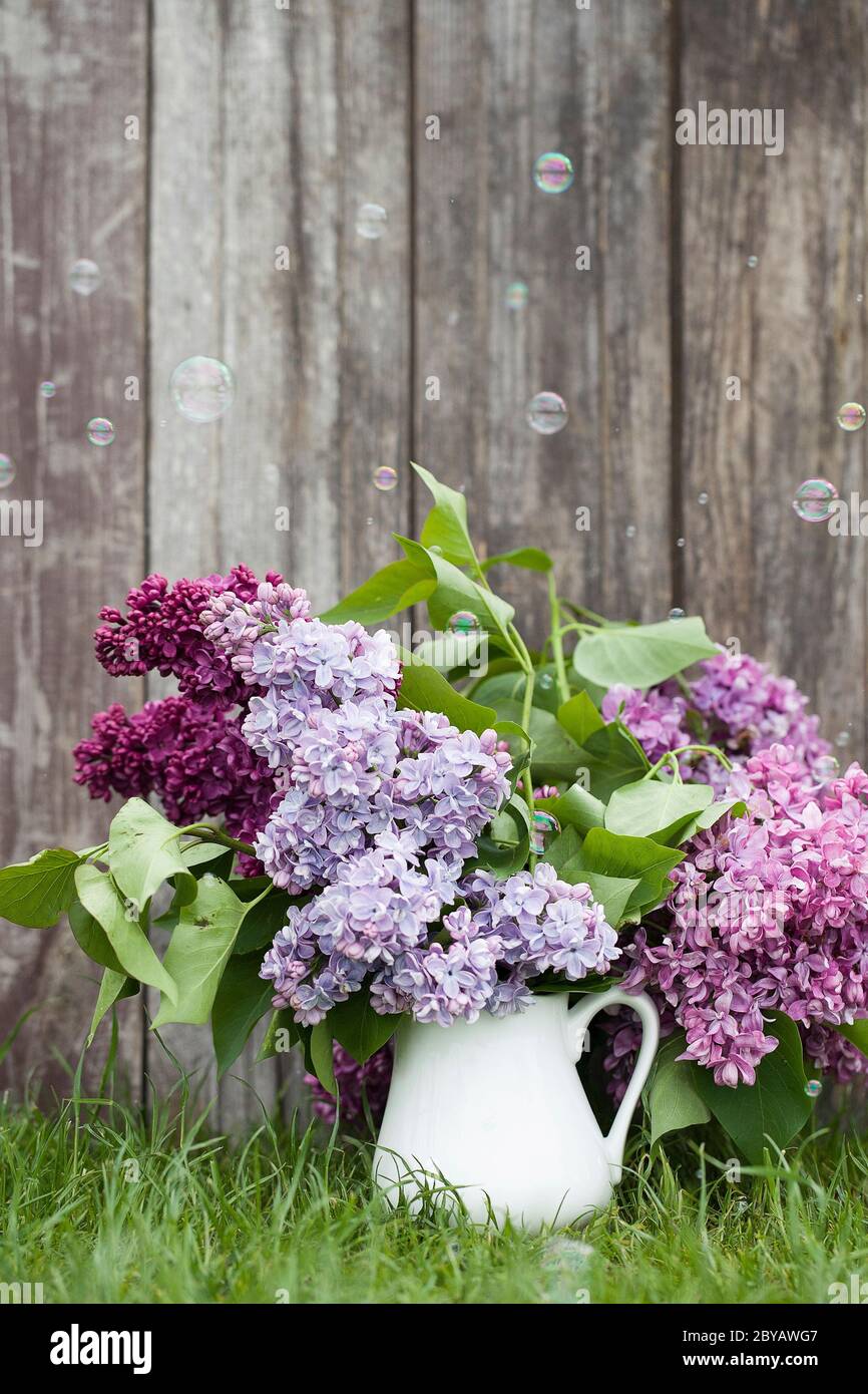 Magnifique lilas violet printemps dans vase blanc sur fond de bois ancien avec bulles de savon. Design pour carte de vœux. Carte d'invitation de mariage chic Banque D'Images Magnifique lilas violet printemps dans vase blanc sur fond de bois ancien avec bulles de savon. Design pour carte de vœux. Carte d'invitation de mariage chic Banque D'Images