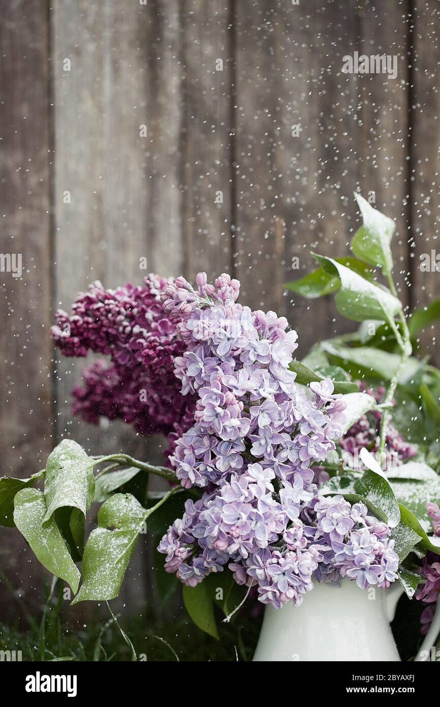 Magnifique lilas violet printemps dans vase blanc sur fond de bois ancien. Design pour carte de vœux. Carte d'invitation de mariage chic. Carte de fête des mères. Banque D'Images Magnifique lilas violet printemps dans vase blanc sur fond de bois ancien. Design pour carte de vœux. Carte d'invitation de mariage chic. Carte de fête des mères. Banque D'Images