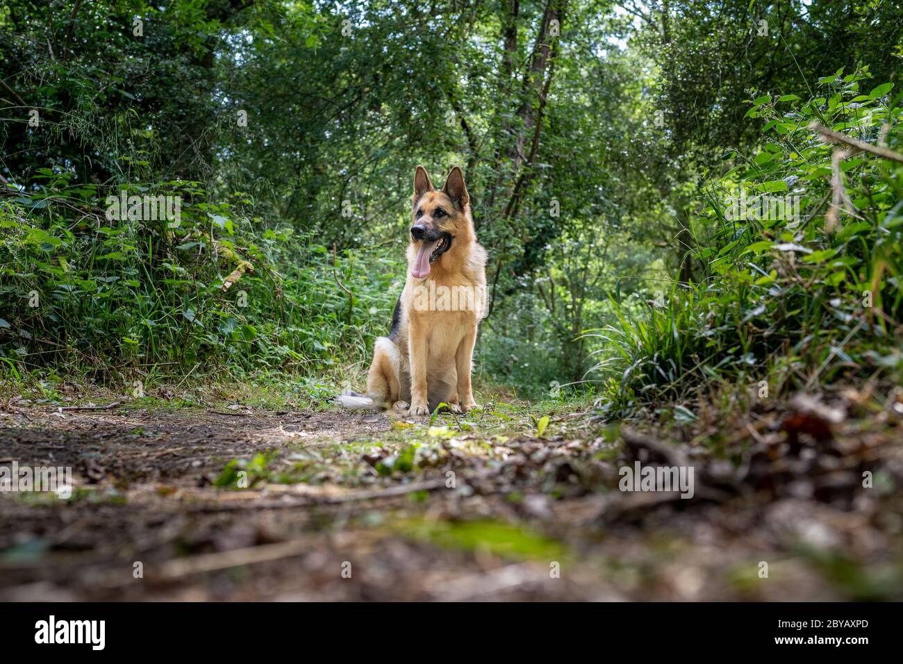 Alsacien dans les bois Banque D'Images