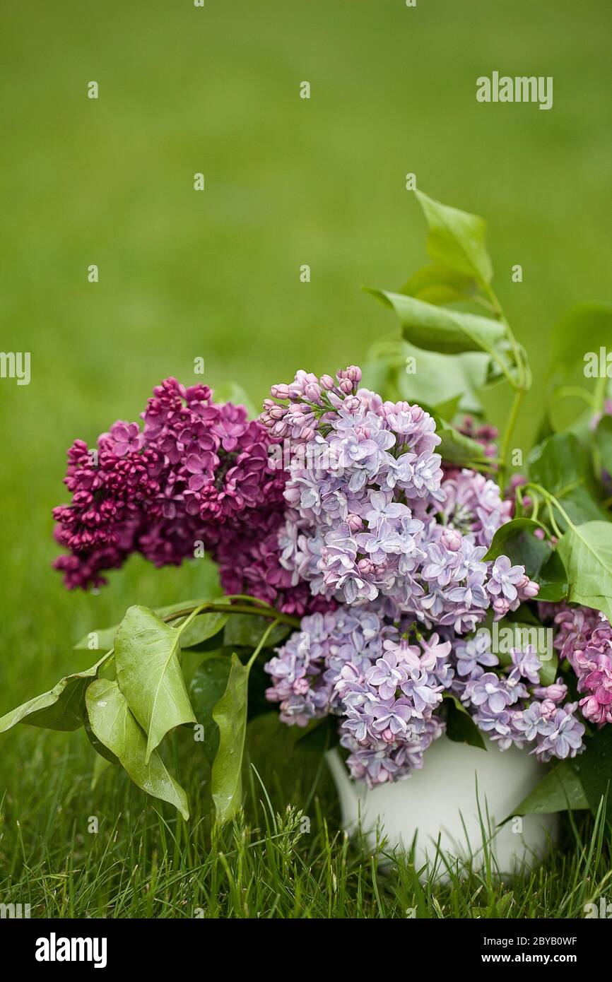 Magnifique lilas violet printemps dans un vase blanc sur fond vert herbe. Design pour carte de vœux. Carte d'invitation de mariage chic. Carte de fête des mères. Banque D'Images Magnifique lilas violet printemps dans un vase blanc sur fond vert herbe. Design pour carte de vœux. Carte d'invitation de mariage chic. Carte de fête des mères. Banque D'Images