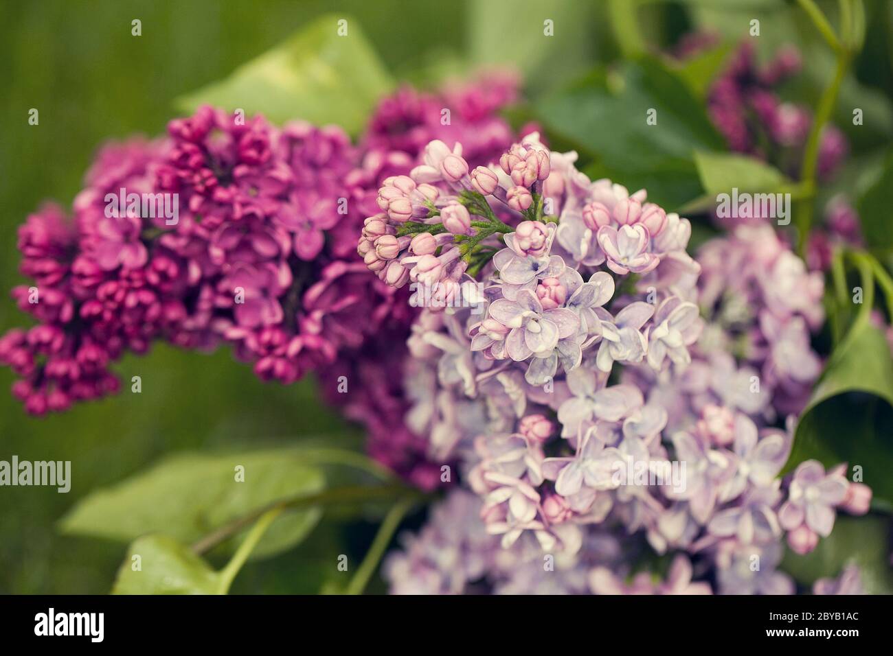 branche de lilas violet dans le jardin mise au point sélective. design pour carte de vœux. Carte d'invitation de mariage chic. Carte de fête des mères. Banque D'Images branche de lilas violet dans le jardin mise au point sélective. design pour carte de vœux. Carte d'invitation de mariage chic. Carte de fête des mères. Banque D'Images