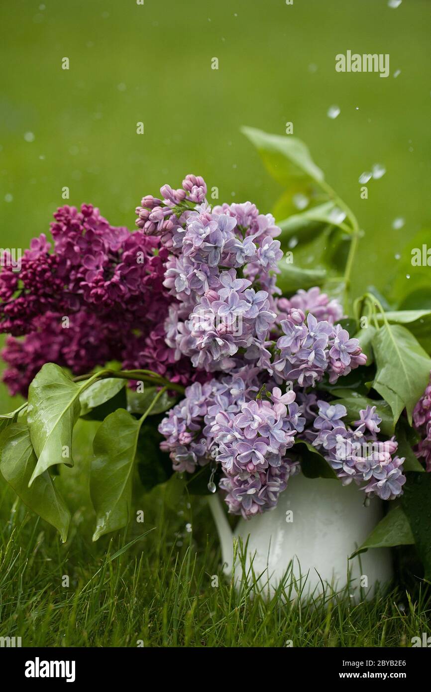 Magnifique lilas violet printemps dans vase blanc sur fond vert herbe avec gouttes d'eau design pour carte de vœux. Carte d'invitation de mariage chic Banque D'Images Magnifique lilas violet printemps dans vase blanc sur fond vert herbe avec gouttes d'eau design pour carte de vœux. Carte d'invitation de mariage chic Banque D'Images