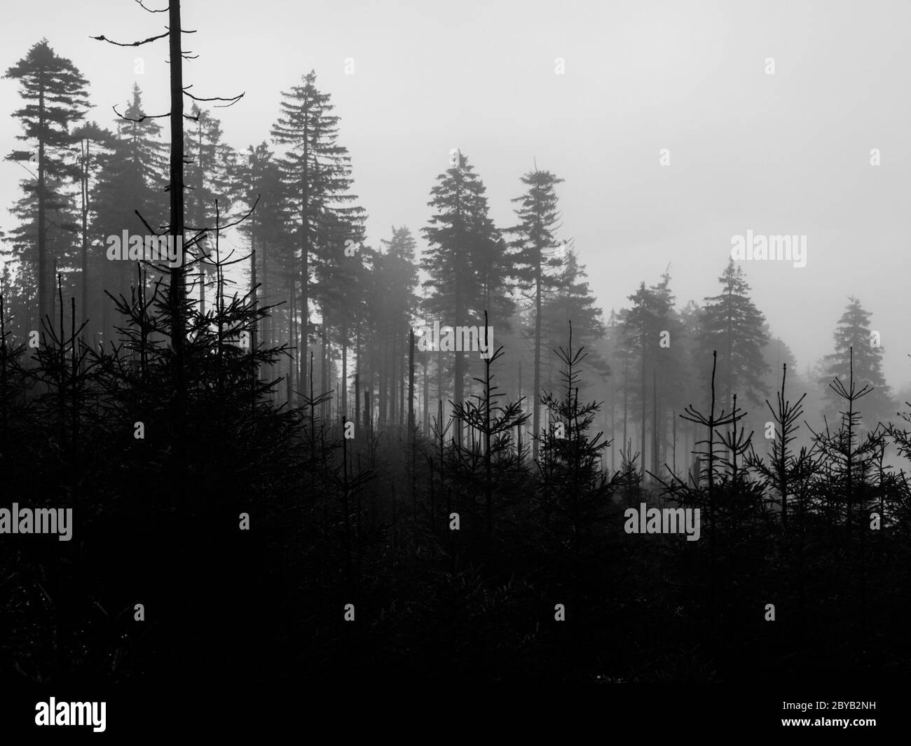Silhouettes de jeunes et vieux conifères le jour de la brume. Image en noir et blanc. Banque D'Images