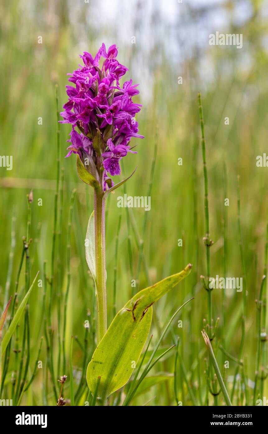 Orchidée sauvage de marais du nord, Northumberland Banque D'Images