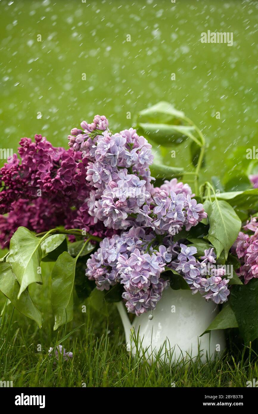 Magnifique lilas violet printemps dans vase blanc sur fond vert herbe avec gouttes d'eau design pour carte de vœux. Carte d'invitation de mariage chic Banque D'Images Magnifique lilas violet printemps dans vase blanc sur fond vert herbe avec gouttes d'eau design pour carte de vœux. Carte d'invitation de mariage chic Banque D'Images