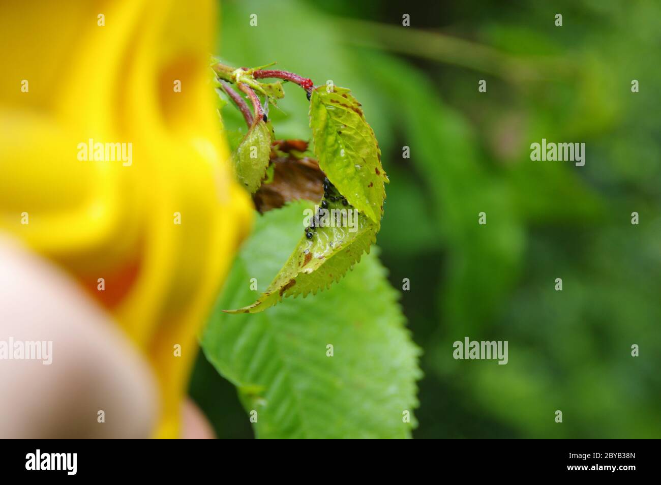 Pulvérisation des pucerons sur les feuilles dans le jardin d'accueil. Lutte antiparasitaire sur les plantes. Protection contre les insectes dans l'agriculture. Banque D'Images