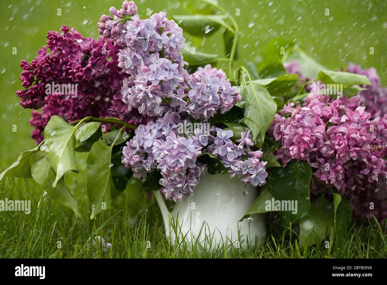 Magnifique lilas violet printemps dans vase blanc sur fond vert herbe avec gouttes d'eau design pour carte de vœux. Carte d'invitation de mariage chic Banque D'Images Magnifique lilas violet printemps dans vase blanc sur fond vert herbe avec gouttes d'eau design pour carte de vœux. Carte d'invitation de mariage chic Banque D'Images