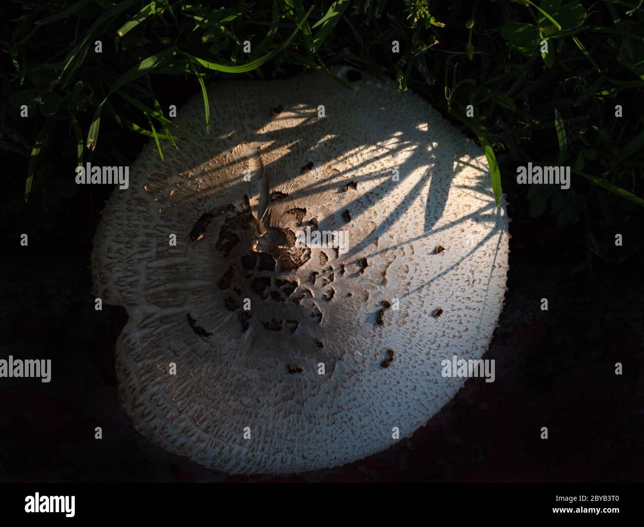 Champignon de champ dans la vallée centrale, Californie Banque D'Images