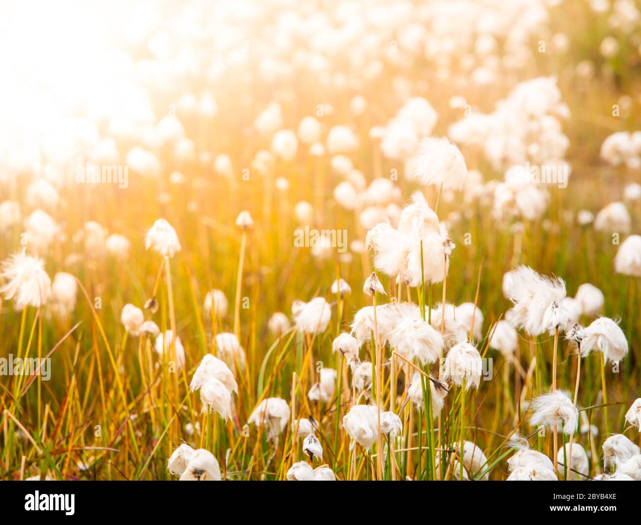 Champ d'herbe de coton le jour ensoleillé, Islande. Banque D'Images