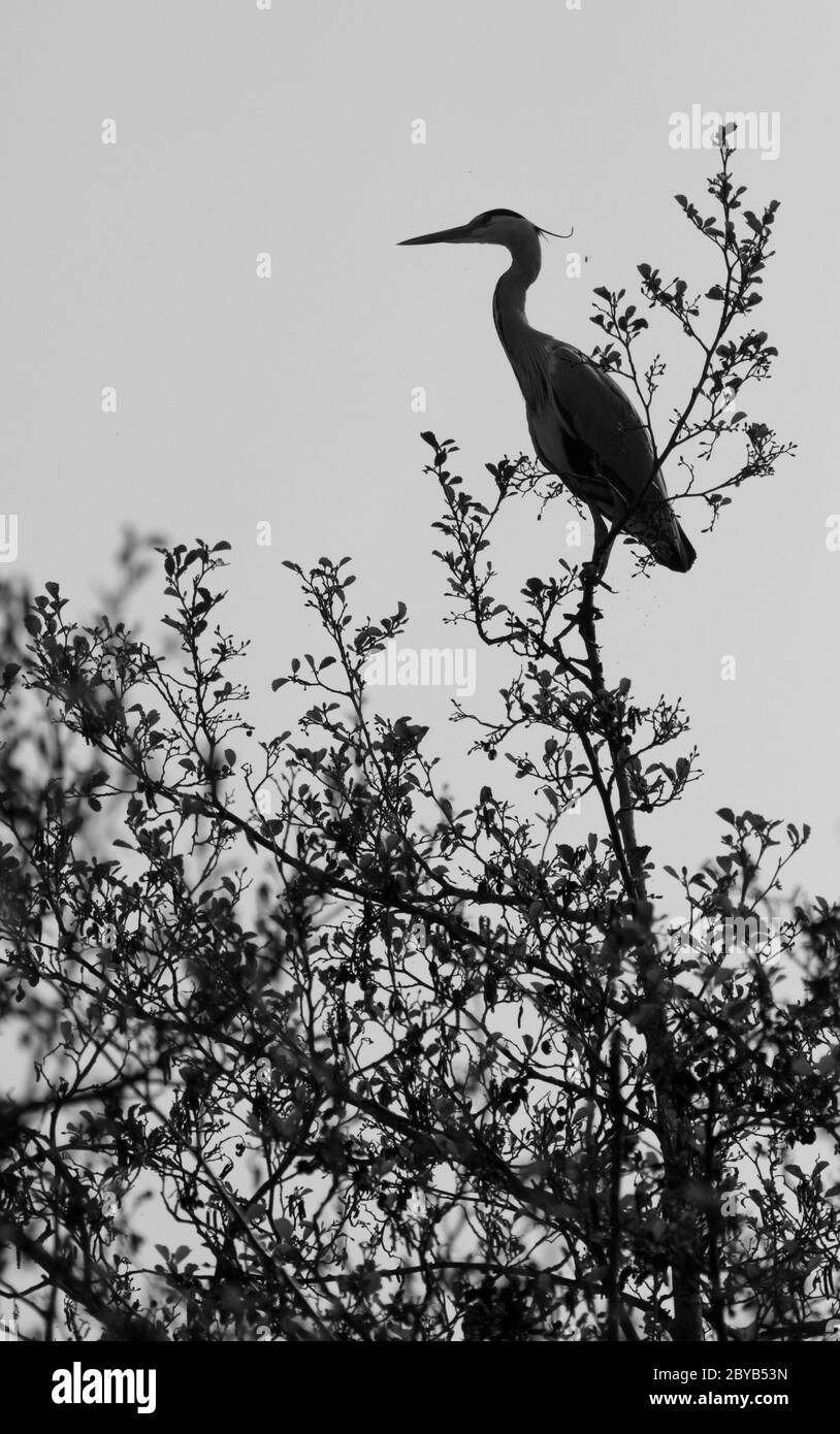 Un héron dans un arbre Banque D'Images