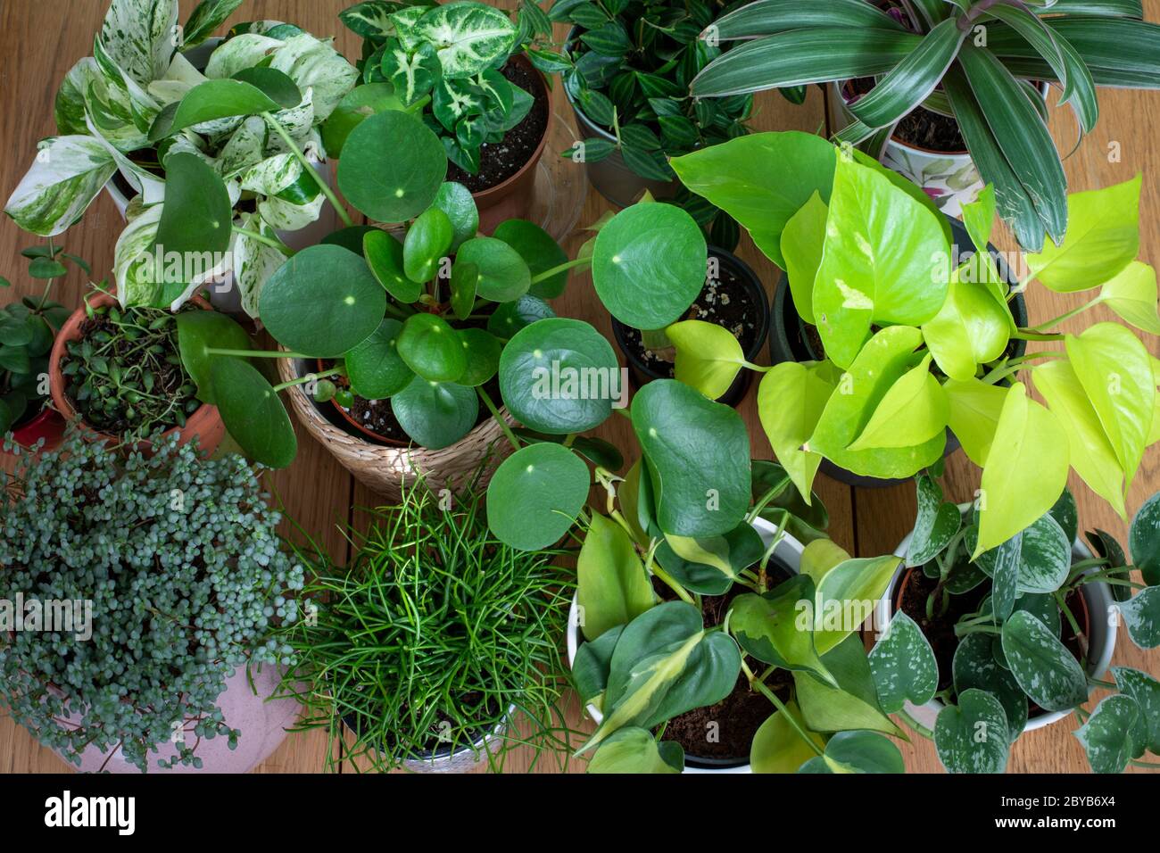 Sélection de plantes de maison sur la table à manger Banque D'Images