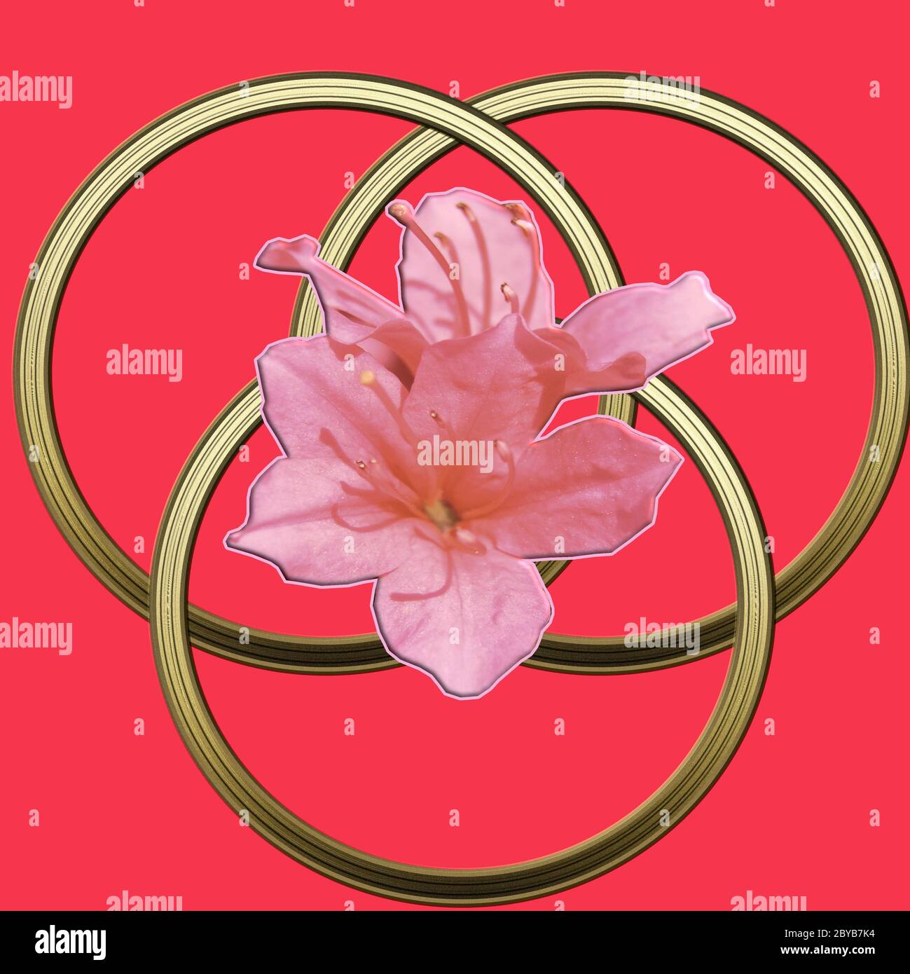 Trois anneaux d'or illustration celtique avec fleur d'azalée sur fond rose Banque D'Images