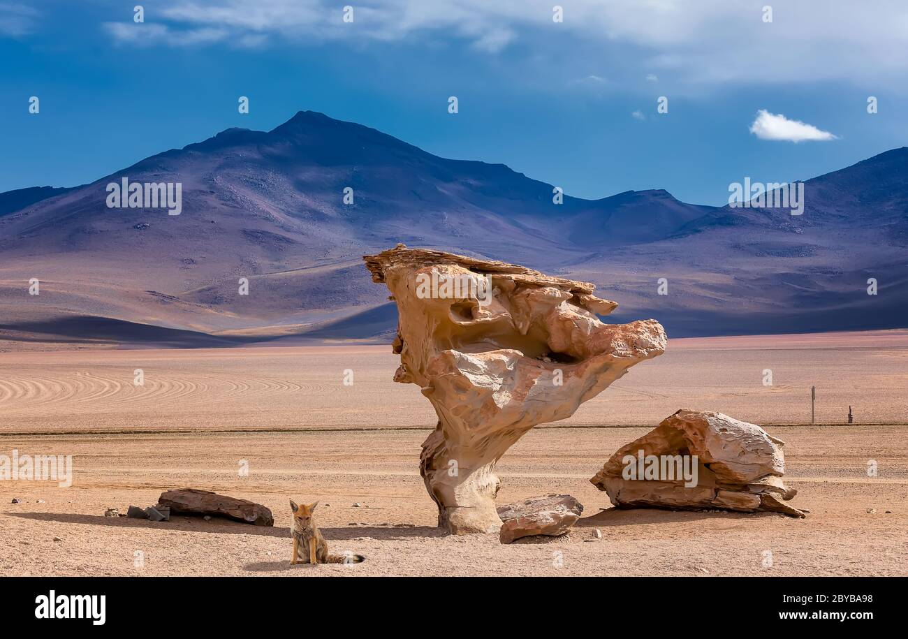 Renard andin sauvage et arbre de pierre ou arbol de piedra, la célèbre formation rocheuse d'arbre de pierre créée par le vent, dans le désert de Siloli en Bolivie Banque D'Images