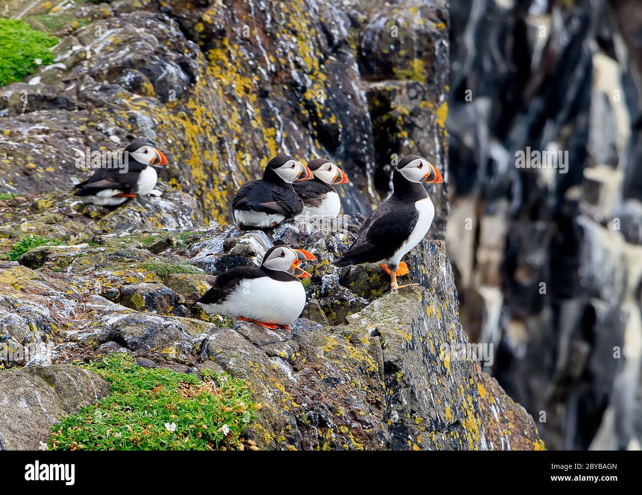 Un flock de macareux de l'Atlantique -fratercula arctica- sur une falaise côtière en Écosse. Mer du Nord, île de mai Banque D'Images