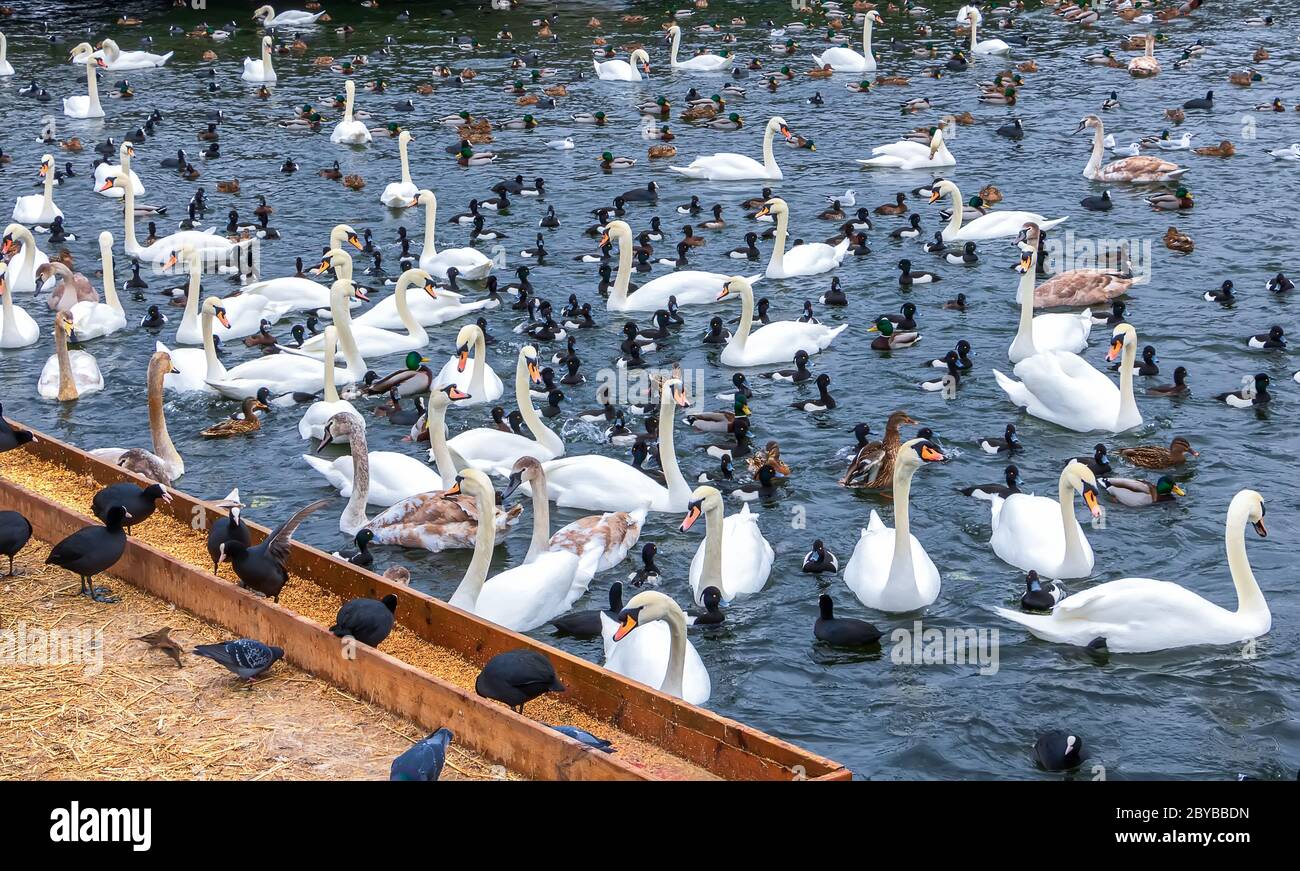 Les cygnes blancs et les canards mangent dans un creux de la rivière, dans le centre de Stockholm, en Europe Banque D'Images
